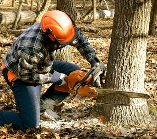 Tree Removal in Six Mile, SC